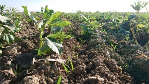 Tobak- siew bezpośredni 