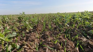 Tobak siew bezpośredni 