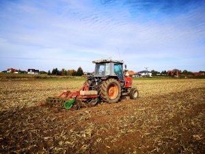 Uprawa po kukurydzy na ziarno