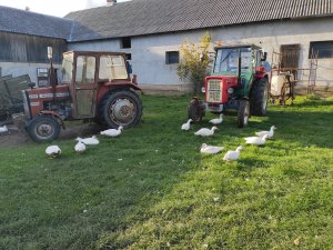 Ursus C-360 i MF 255