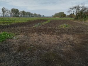 Zabronowany ogródek