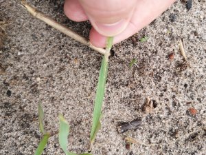 Żyto Dańkowskie rubin