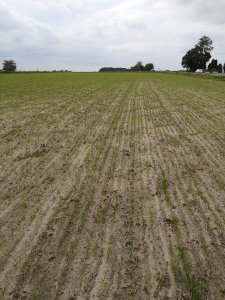 Żyto Dańkowskie rubin