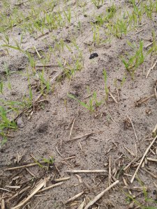 Żyto Dańkowskie rubin