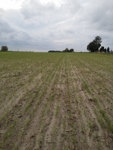 Żyto Dańkowskie rubin