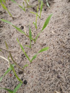 Żyto Dańkowskie rubin