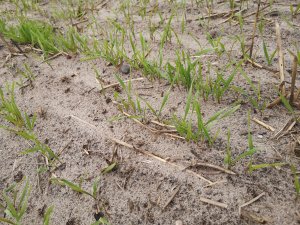 Żyto Dańkowskie rubin