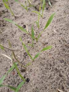 Żyto Dańkowskie rubin