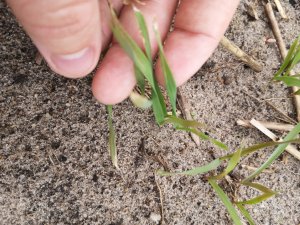 Żyto Dańkowskie rubin