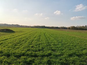 Żyto Dańkowskie Skand