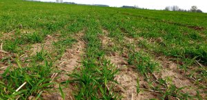 Żyto hybrydowe KWS Dolaro 