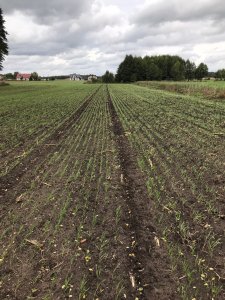 żyto ozime serafino