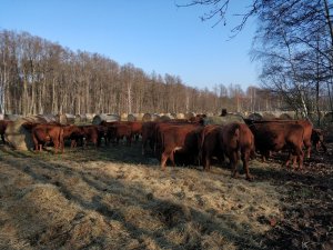 Angusy i bale grazing