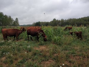 Angusy w kukurydzy