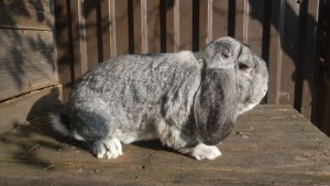 Francuski Baran szynszylowy