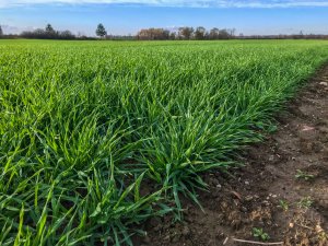 Jęczmień ozimy 16.11.2019