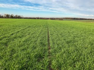 Jęczmień ozimy 16.11.2019