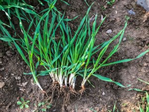 Jęczmień ozimy 16.11.2019