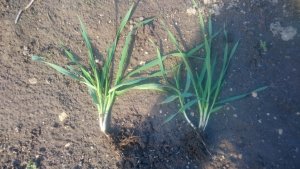 Jęczmień ozimy KWS Kosmos