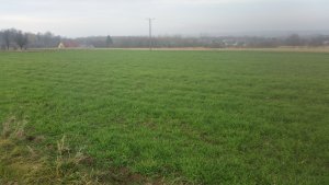 Jęczmień ozimy Quadriga