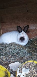 Królik Kalifornijski.