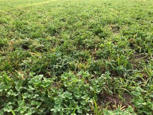 Mieszanka motylkowych