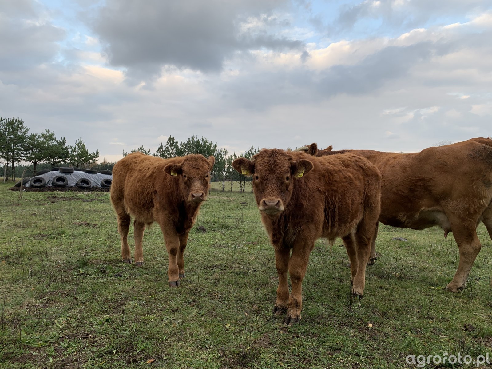 odsadki-lm,-byczki_l_d12c2899f9e94b0c8776ec58115e9cb8.jpeg