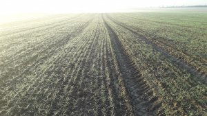 Pszenica Euforia siew 1.10.2019