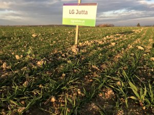 Pszenica LG Jutta - 23.11.2019