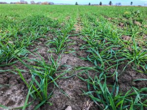 Pszenica ozima 16.11.2019