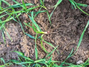 Pszenica ozima 16.11.2019