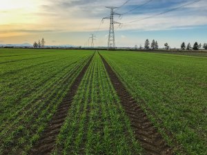 Pszenica ozima 16.11.2019