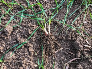 Pszenica ozima 16.11.2019