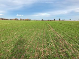 Pszenica ozima 16.11.2019