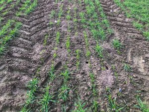 Pszenica ozima 16.11.2019