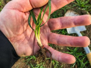 Pszenica ozima 16.11.2019