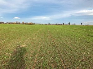 Pszenica ozima 16.11.2019