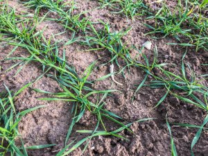 Pszenica ozima 16.11.2019