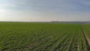 Pszenica Ozima Euforia