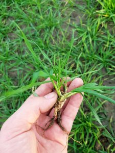 Pszenica ozima Julius