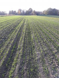 Pszenica ozima kws emil