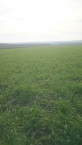 Pszenica ozima LG Jutta