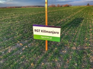 Pszenica ozima rgt kilimanjaro - 23.11.2019
