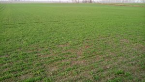 Pszenica ozima Rotax