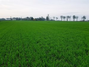 Pszenica ozima Tacitus