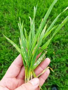 Pszenica ozima Tacitus