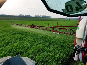 Pszenica ozima Tacitus