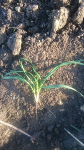 Pszenica ozima Trapez