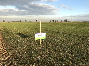 Pszenica ozima Tytanika - 23.11.2019