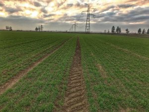 Pszenica rgt metronom - 23.11.2019